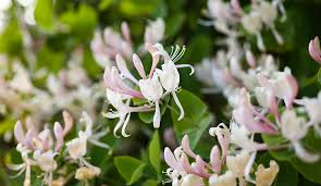 6 Honeysuckle Unrooted Cuttings - 6-8" Long - Lonicera Plant, Sweet-Scented Flowering Vine, Easy to Grow, Fast-Growing Shrub