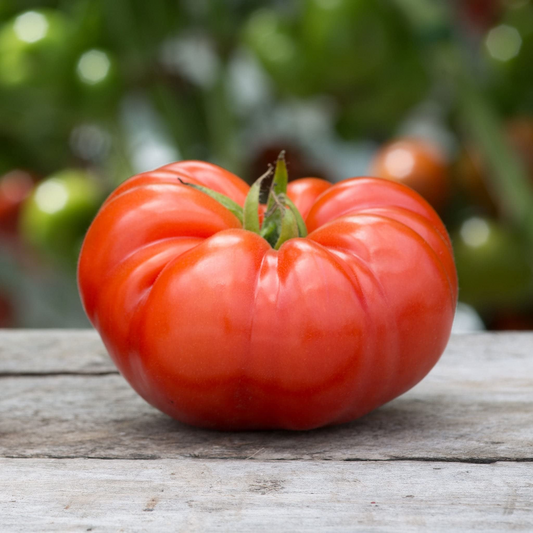 Beefsteak Tomato Seeds | Heirloom, Non-GMO | 12 oz-2 lbs Fruit | 90 Days | USDA Zones 3-10 |