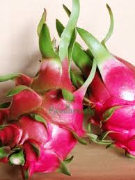4 Vietnamese Dragon Fruit Cuttings - White Flesh, Self-Pollinating - 6-8” Tall, Easy to Grow, Perfect for Containers