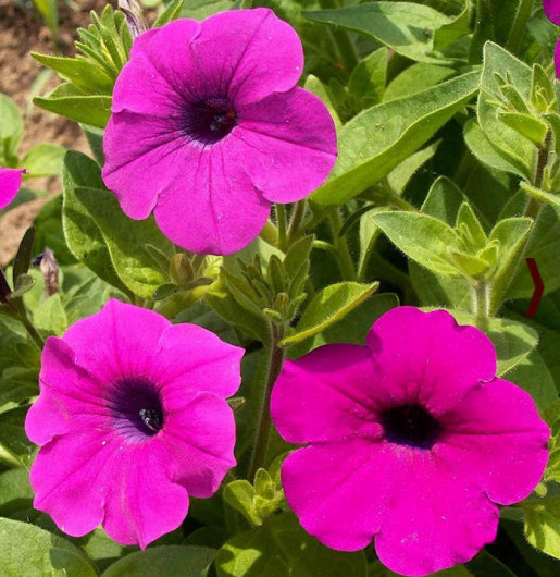 2000 Seeds Petunia SHANIN Wild Hot Pink Flowers, Spring Garden, Garden Petunia Seeds, Annual Container Plants, Petunia x hybrida, Hot Pink