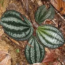 1 Phyllagathis rajah, Live Bare Root Terrarium Plant, Rare Tropical Foliage for Indoor Gardens