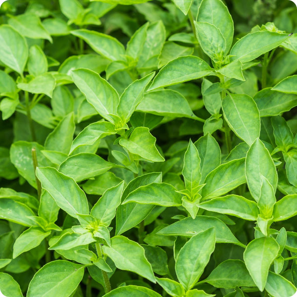 500 Seeds Lime Basil (Ocimum basilicum) – Citrus-Scented Herb for Culinary & Garden Use