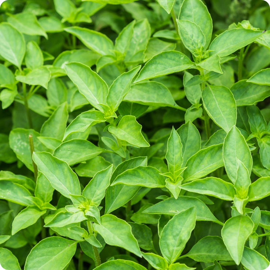 500 Seeds Lime Basil (Ocimum basilicum) – Citrus-Scented Herb for Culinary & Garden Use