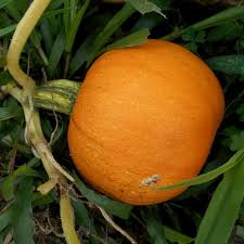 5 Seeds Small Sugar Pumpkin – Cucurbita pepo | Heirloom Pumpkin Seeds for Planting, Gardening, Baking & Decorative Use