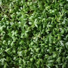 800 Seeds Curled Cress / Pepper Cress / Garden Cress - Lepidium sativum | Heirloom Seeds for Planting & Fresh, Tangy Harvest
