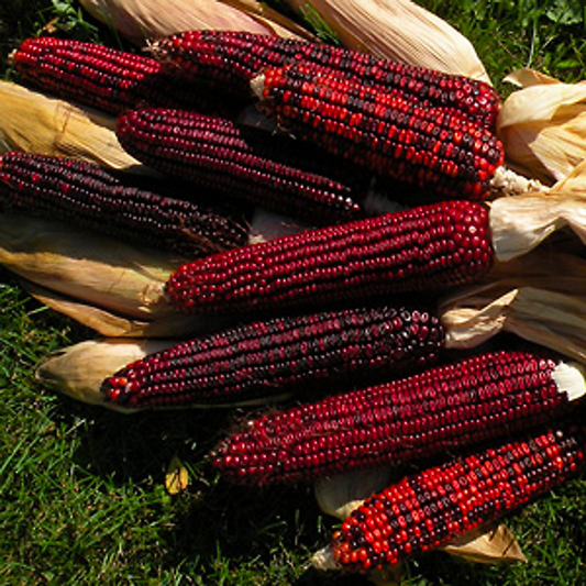 25 Seeds Corn Bloody Butcher (110 Days) – Zea mays | Heirloom Corn for Planting, Gardening & Unique Red Kernels for Fresh Harvests