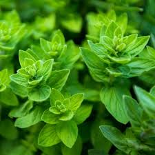 300 Seeds Common Oregano, Origanum Vulgare, Aromatic Culinary Herb for Mediterranean Dishes and Gardens