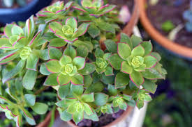 2 Bare Root 2" Live Succulent Plants Aeonium decorum ‘Green’ | Rosette-Forming, Drought-Tolerant, Easy-Care Houseplant
