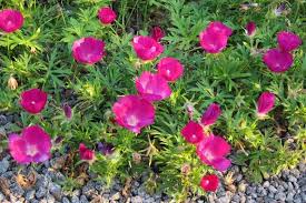 15 Callirhoe Involucrata Purple Poppy Mallow Seeds, Wildflower, Perennial, Native Plant, Drought-Tolerant, Garden, Ground Cover, Landscape