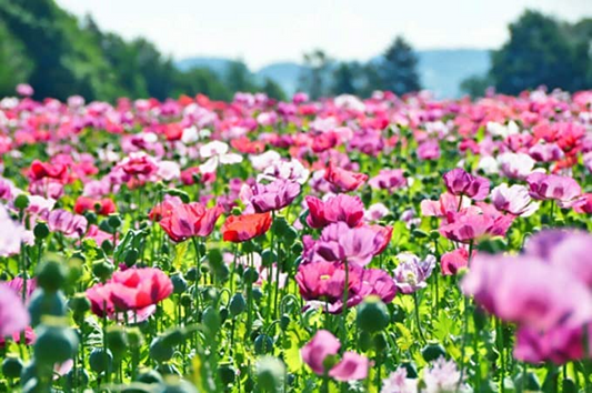 1000 Poppy Pepperbox Seeds, Pink/Purple Culinary Grade, Large Blooms, Non-GMO, USA Grown, Edible Flowers for Garden & Cooking
