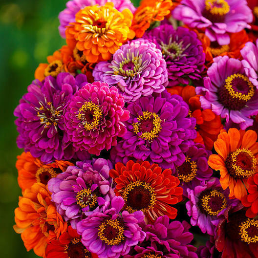 100 Seeds Zinnia Purple Dream Mix – Red Double Blooms, Attracts Butterflies & Hummingbirds, Non-GMO, Easy to Grow, Vibrant Garden Flowers