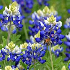 1g Texas Bluebonnet Seeds, Lupinus texensis, Iconic Blue Wildflower for Gardens & Meadows