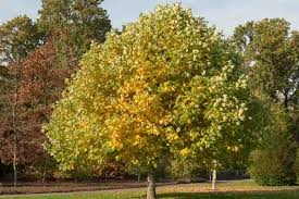 7 Live Cuttings 12" Tulip Poplar Tree (Liriodendron tulipifera) | Fast-Growing Shade Tree | Beautiful Tulip-Shaped Blooms