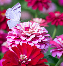 100 Seeds Zinnia ICE QUEEN Bi-Color Pink White Flowers, Attracts Butterflies & Hummingbirds, Non-GMO, Vibrant Garden Blooms, Easy to Grow