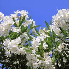 Oleander Tree ‘White’ | 7 Live 6” Unrooted Cuttings | Fast-Growing, Drought-Tolerant, Fragrant White Flowers, Easy-Care