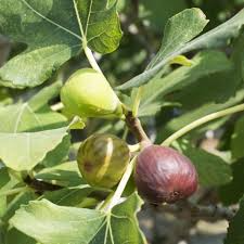 Celeste (Sugar) Fig Seeds – 100+ Heirloom Fruit Tree Seeds, , Sweet & Hardy, Container or Garden Growing, USA Grown
