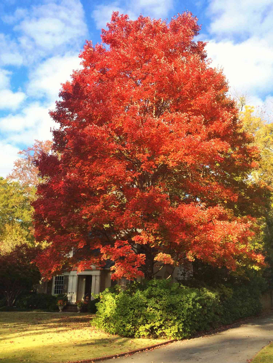 Red Maple Tree Seedlings - 8-12" Live Starter Trees for Planting, Hardy Shade Trees, Landscaping Favorites, Grown in the USA