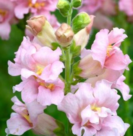 Antirrhinum majus Madame Butterfly Pink Snapdragon Seeds – 1000+ Ruffled Blooms for Garden & Cut Flowers