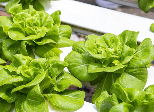 1000 Buttercrunch Lettuce Seeds – Lactuca sativa – Heirloom, Sweet & Buttery, Heat-Tolerant, Perfect for Salads