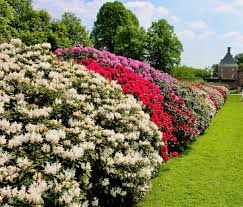 50 Azalea Seed Mix, Mixed Rhododendron Flower Colors, Colorful Shrub Bush, Hardy Perennial, for Gardens, Landscapes & Floral Arrangements