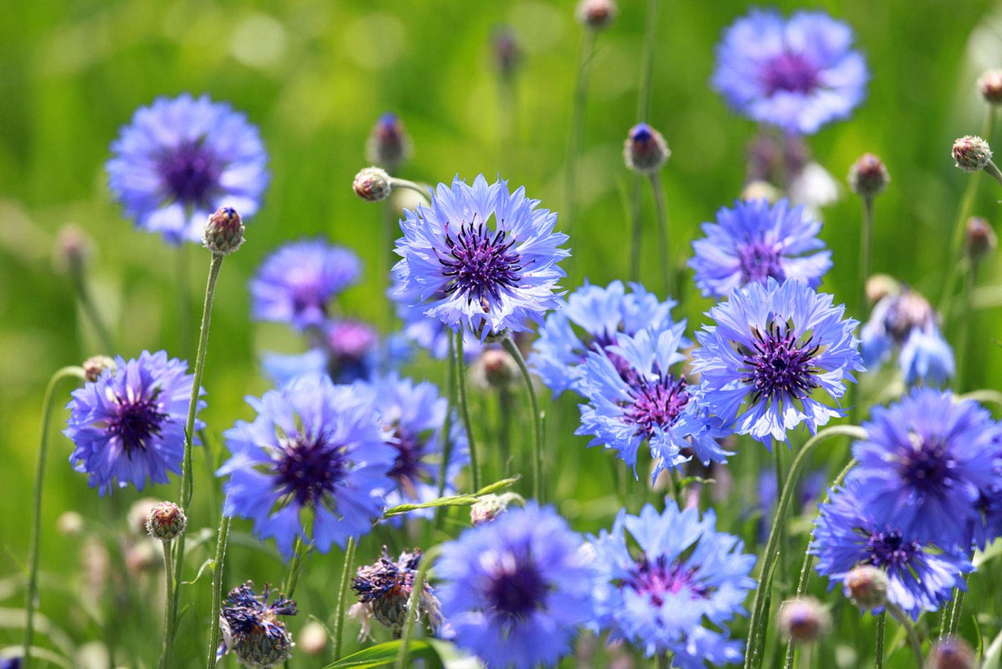 200 Seeds Cornflower / Bachelor Button MAUVE Heirloom Flowers - Centaurea Cyanus Non-GMO, Spring Plant, Easy to Grow, Garden Flower Seeds