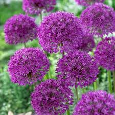 10 Purple Sensation (Allium aflatunense) Seeds – 24-36" Tall, Large 4-6" Flowers, Butterfly Magnet