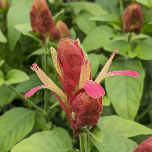 Justicia brandegeeana Mexican Shrimp Starter Plant - Red Maroon Blooms, 5-7 Inches Tall - Tropical Beauty for Gardens & Containers