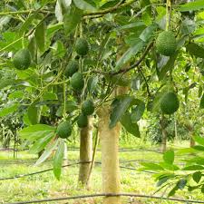 1 Starter Plant Avocado Hass Tree (Persea americana) Live Tropical Fruit Tree 12"-24"