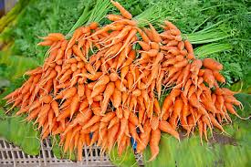 1250 Bulk Carrot Seed | Daucus carota, Microgreens for Sprouting & Planting, Organic Vegetable Seeds, Non-GMO, Fresh Home Garden Supply