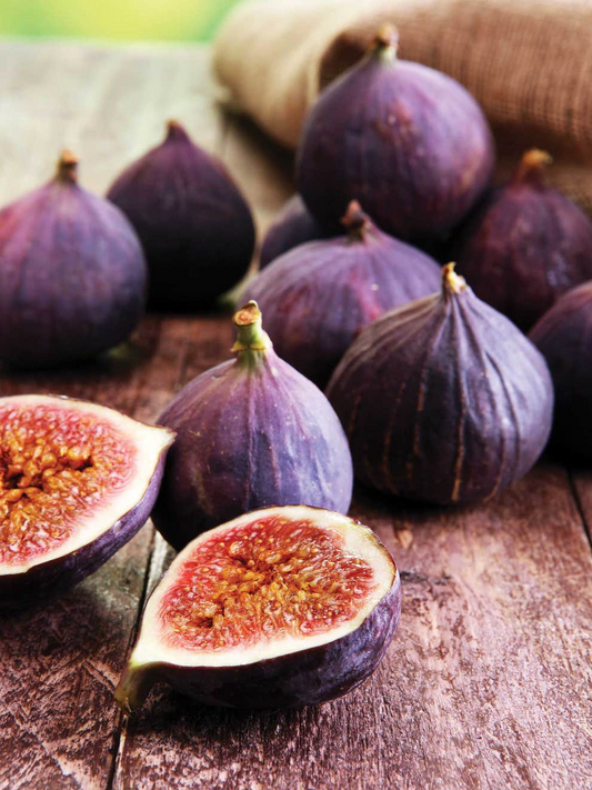 6 Violette de Bordeaux Fig Cuttings for Propagation Sweet Purple-Black Fruit