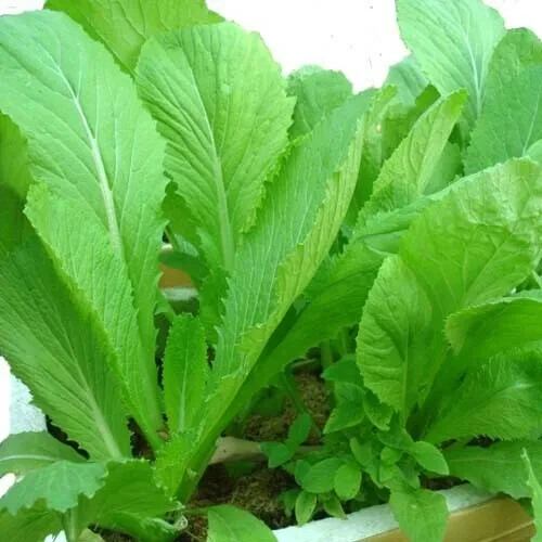 2,000 Chinese Mustard Green Seeds - Gai Choy, Cai Be Xanh, Fast-Grow, Nutrient-Rich, USA Seller, Perfect for Stir-Fries & Salads