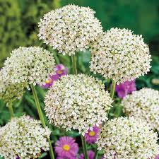 Allium Nigrum Bulbs - 5 White & Green Flower Bulbs, Fragrant, Deer-Resistant, Perfect for Cut Flowers, USDA Zones 4-8