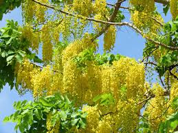 100 Golden Shower Tree Seeds - Cassia Bicapsularis - Yellow Flowers, Butterfly Host, Winter Blooming, Low Water Use