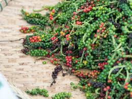 20 Black Peppercorn Seeds (Piper nigrum), Vine, Spice Plant, Fresh Peppercorns, Indoor Garden, Cooking Spice, Aromatic Herb, Garden Starter