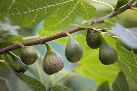 1 Sunrise Fig Unrooted Cutting 6-8" – Ficus carica, Sweet Fig Tree Cutting for Propagation, Home Garden