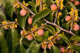 2 Diospyros virginiana American Persimmon Tree - 10"-12" Bare Root Plants for Zones 4-9