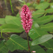 50 Seeds Persicaria Amphibia | Marsh Smartweed for Planting | Aquatic Perennial Water-Loving Plant | Wildlife Habitat & Pollinator-Friendly