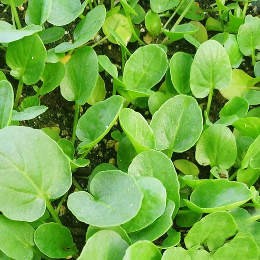 1000 Seeds Upland Cress (Barbarea verna) – Peppery, Nutritious Herb for Salads & Microgreens