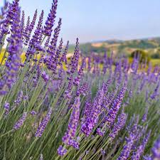 Italian Lavender Seeds | Heirloom - Non-GMO | 50 Seeds | Lavandula angustifolia | Full Sun | USDA Zones 5-9 |