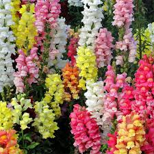 Magic Carpet Mix Snapdragon Seeds | 6-8 Inch Height | Multicolor Blooms | Non-GMO | Attracts Pollinators | USDA Zones 4-9