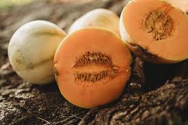 25 Seeds Charentais Melon (Cucumis melo) – French Heirloom Melon with Sweet, Fragrant Flesh