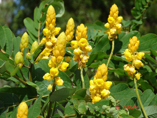 Cassia alata Seeds – Candle Bush Plant – Tropical Ornamental with Upright Yellow Flower Spikes, Fast-Growing Pollinator-Friendly Shrub