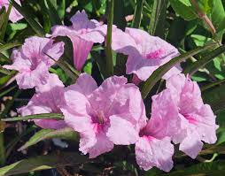 5 Small Starter Plants Pink Mexican Petunia (Ruellia brittoniana) - Tropical Perennials, Bare Root Live Plants, 3-5 Inches Tall