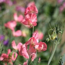 50+ Dream Girl Sweet Pea Seeds – Blush Pink & Cream Fragrant Blooms for Garden Planting, Climbing Vines for Trellises – USA