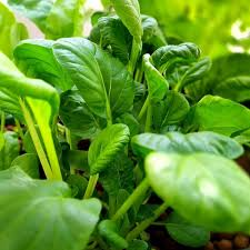 500mg Pak Choi Bok Choi Taisai Seeds - Heirloom Non-GMO Asian Greens - Fast-Growing for Stir-Fries, Soups, Salads & Gardening