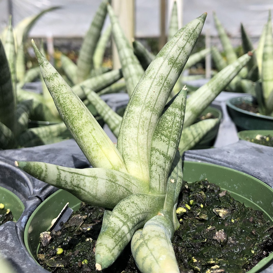 Sansevieria Cylindrica Boncellensis (Starfish Plant) 6"-10" Rooted Succulent - Tough & Drought-Resistant