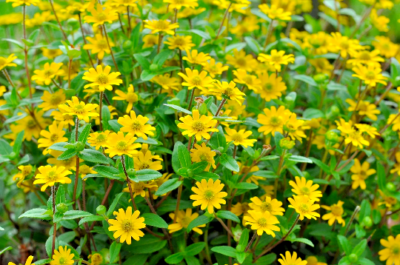 500 Creeping Zinnia Seeds - Ground Cover, Rock Garden, Low Maintenance, Vibrant Blooms, Zinnia angustifolia, Ideal for Landscaping