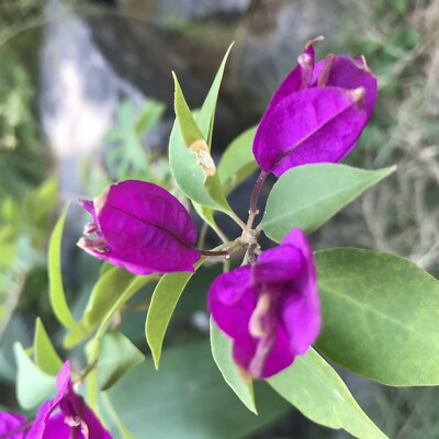 Purple Majesty Bougainvillea Starter Plant - Well Rooted Live Plug, Rare Evergreen Vine, Light Watering, Full Sun, Tropical Beauty