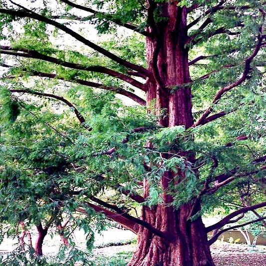 25 Dawn Redwood Tree Seeds (Metasequoia glyptostroboides) – Fast-Growing Hardy Bonsai, Fall Color, USDA Zones 5-8, Rare Garden Treasure
