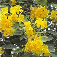 10 Seeds Tabebuia Argentea Yellow (Yellow Trumpet Tree) for Planting - Vibrant Yellow Flowers, Tropical, Garden, Landscaping, Ornamental